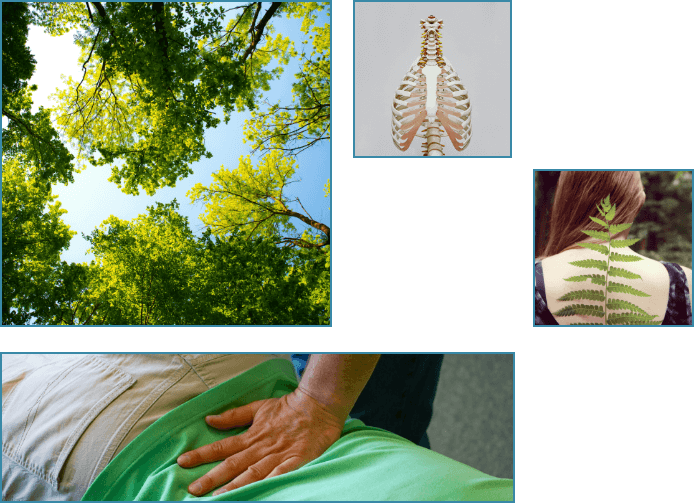 Collage of tree branches, skeleton, branch on woman's back, and woman's back being adjusted